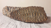mammoth tooth